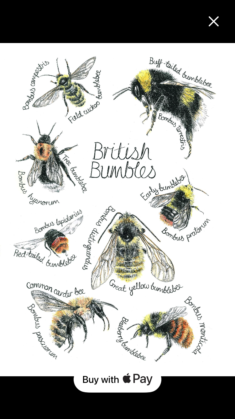 British Bumbles Art A4