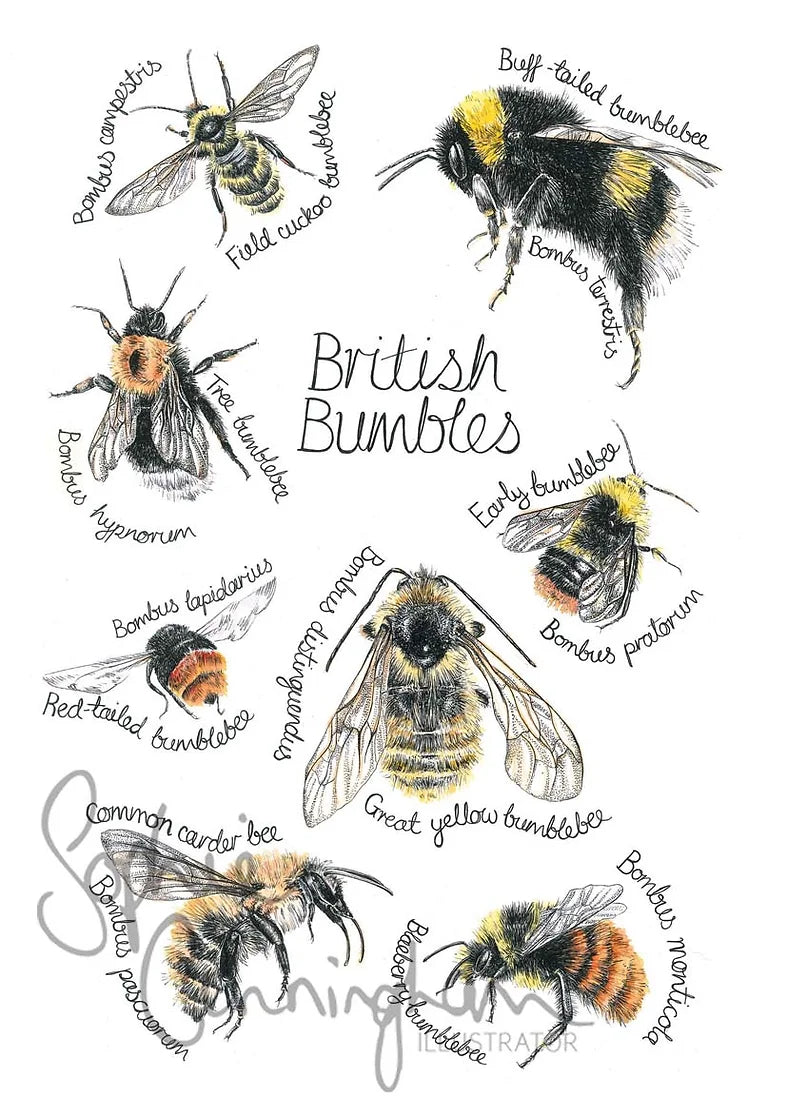 British Bumbles Art A3