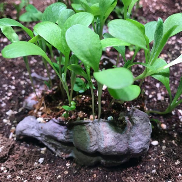 Urban bloomer seedbom