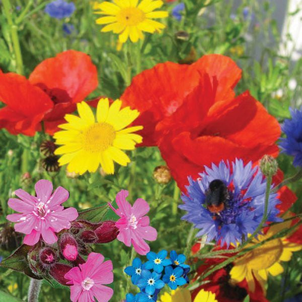 Urban bloomer seedbom