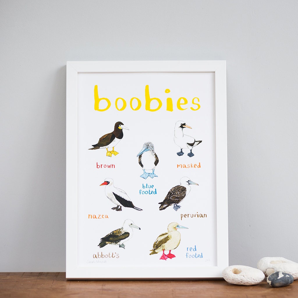 Boobies sea birds art illustration a4 print
