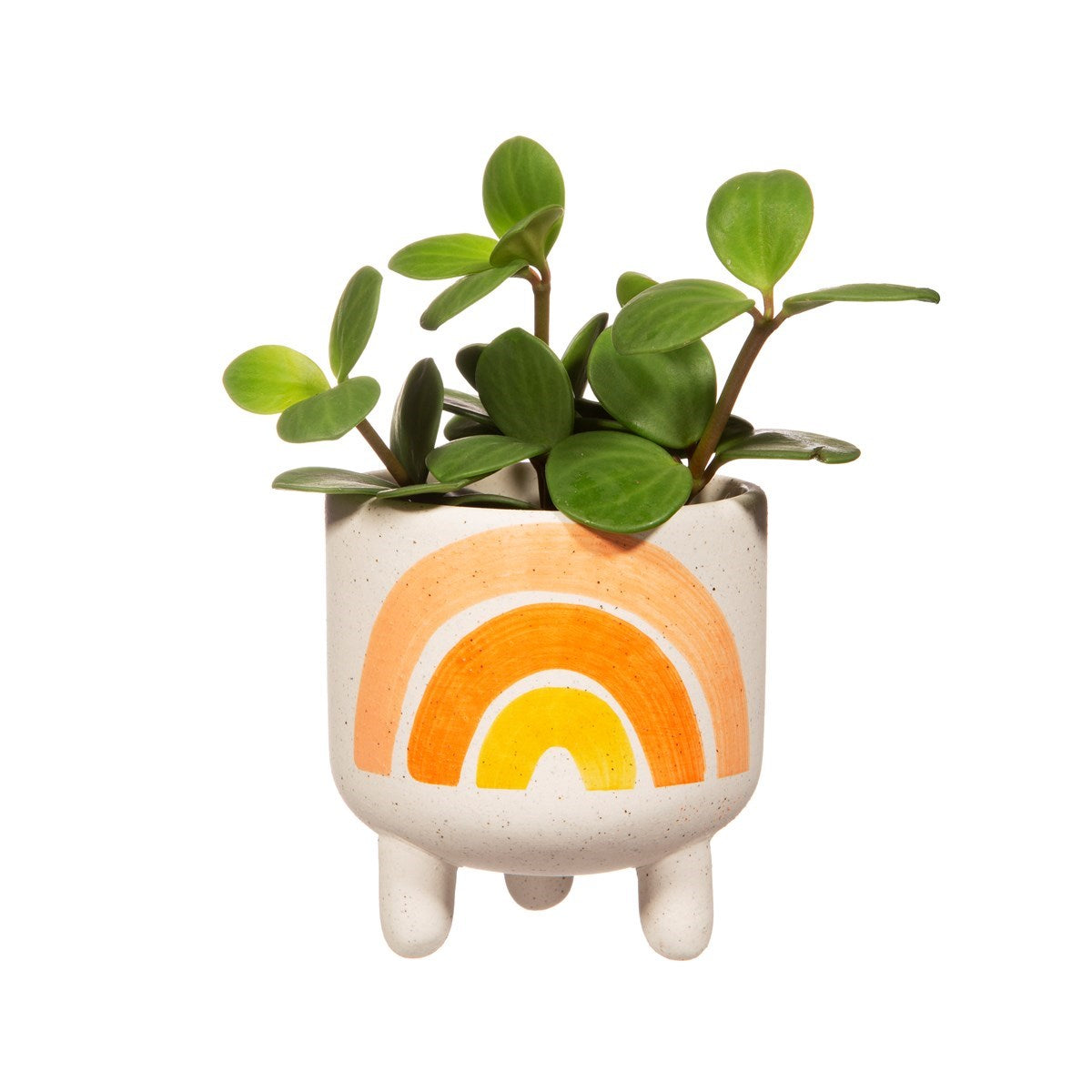 Rainbow Earth colours mini leggy planter
