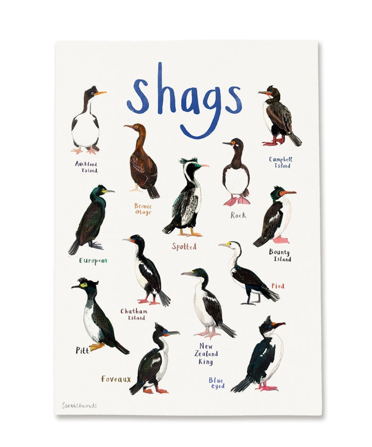 Shags coastal bird art illustration print a4